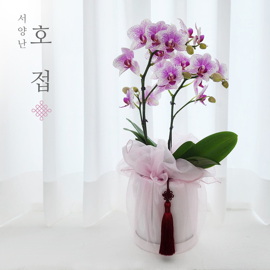 연핑크호접 보자기난