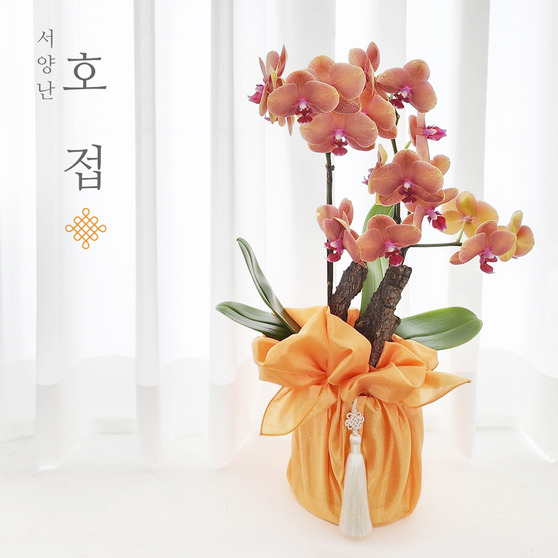 주황호접 보자기난